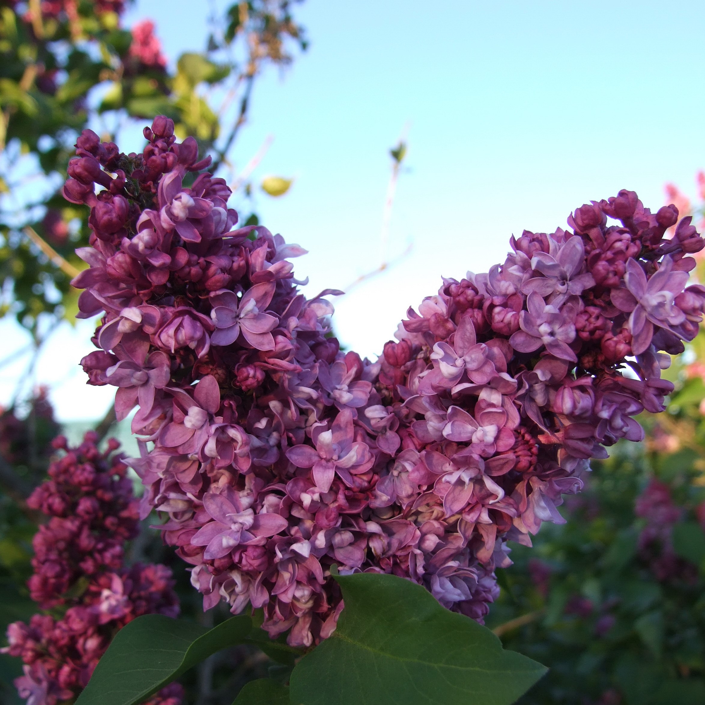 Сирень обыкновенная Егор Чесноков